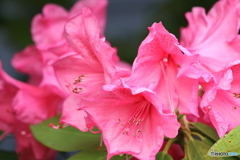 街の花
