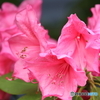 街の花