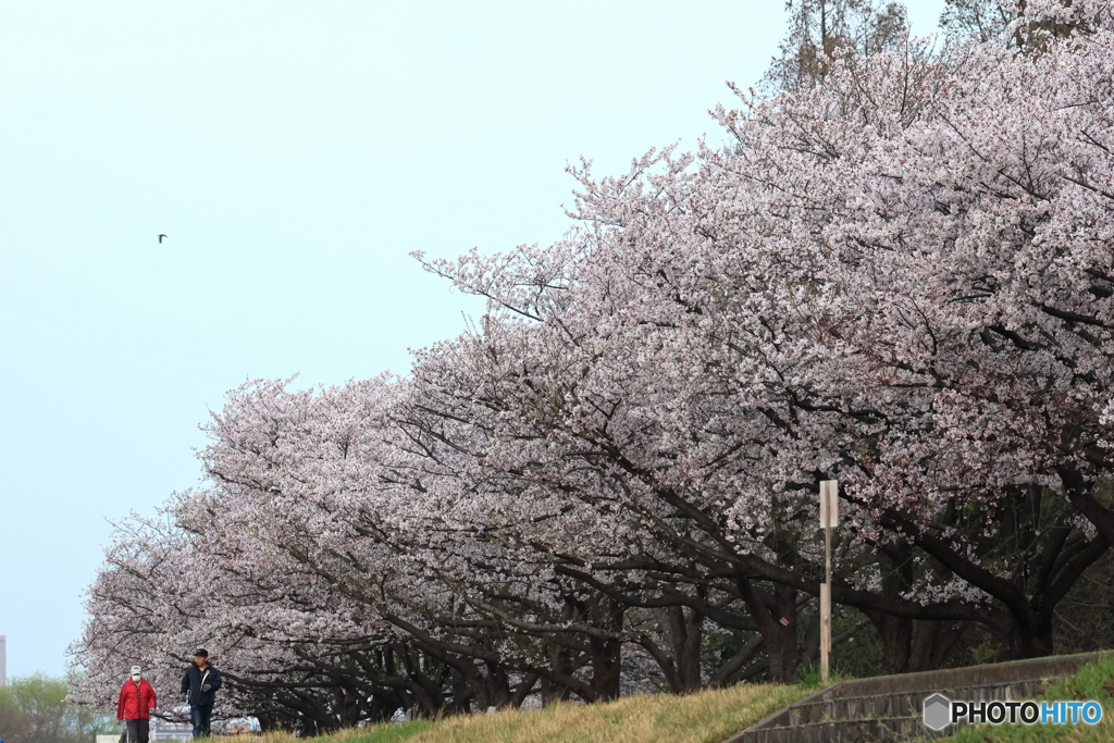 朝の多摩川