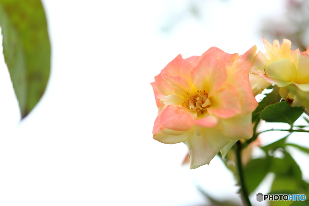 街の花