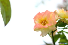 街の花