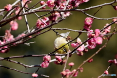 野鳥