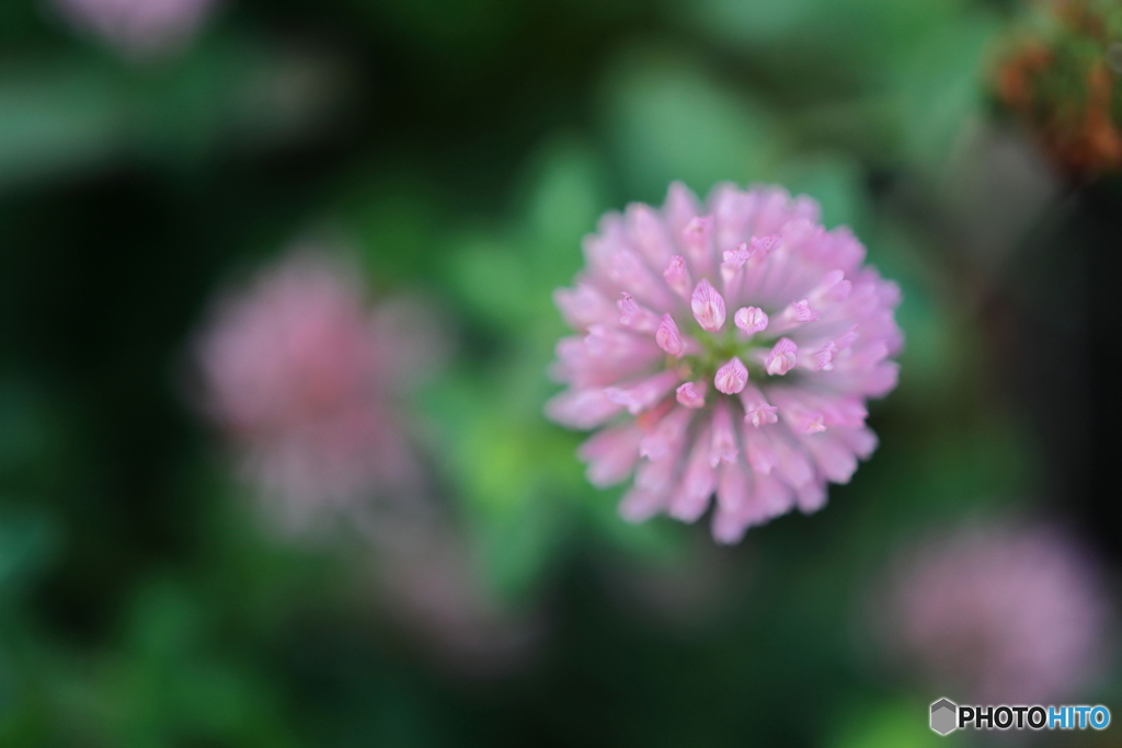 街の花