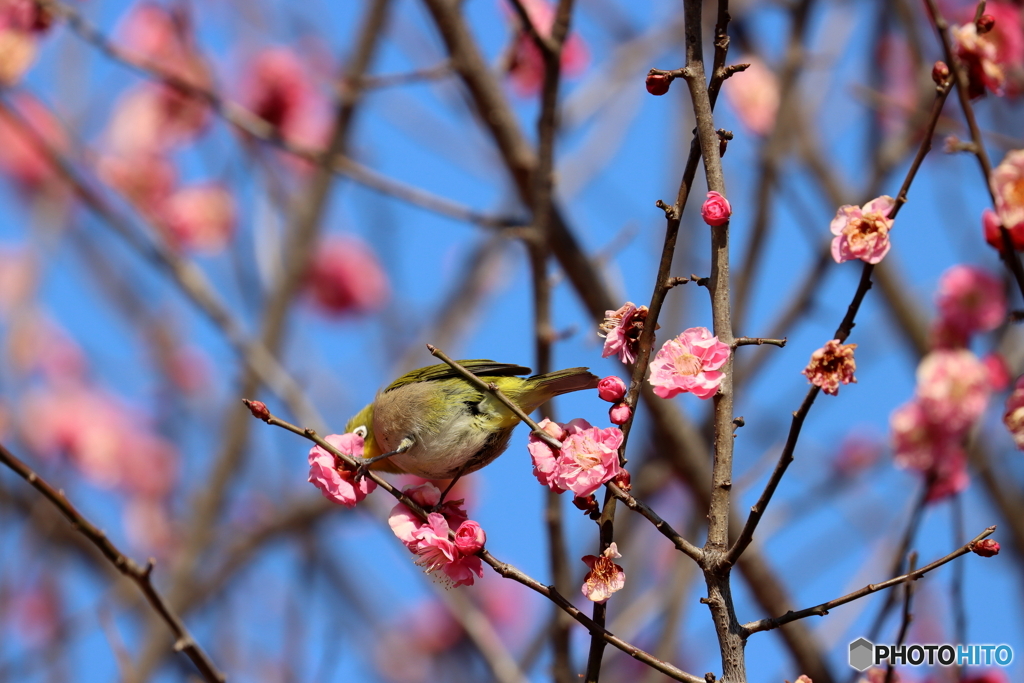 野鳥