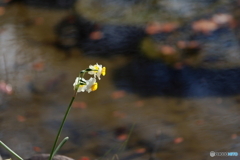 園の花