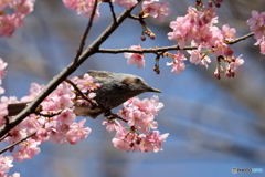 野鳥