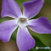街の花