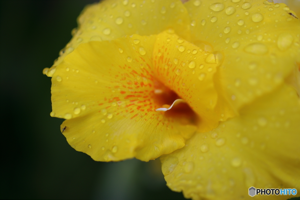 街の花