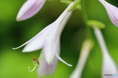 街の花