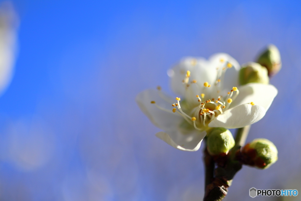 郷土の森