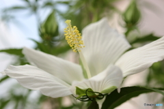 街の花