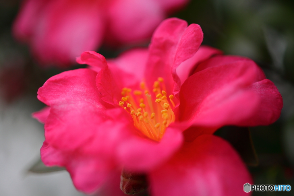 街の花