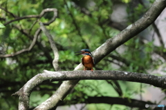 野鳥