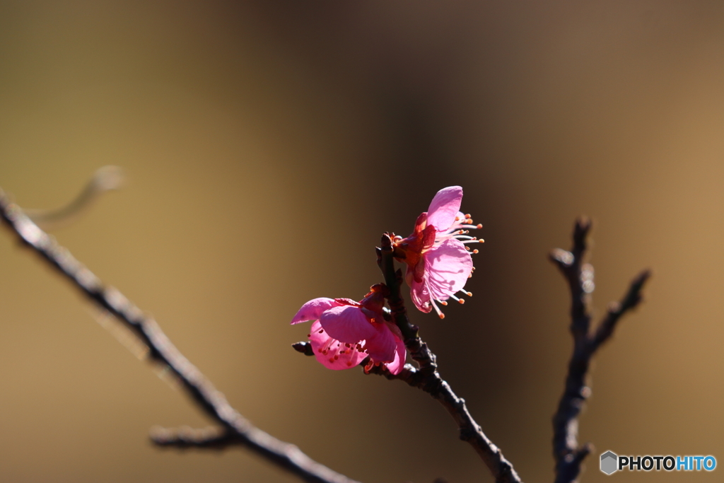 郷土の森