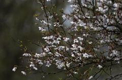 富士山と芝桜