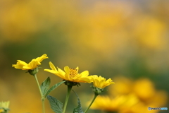 街の花