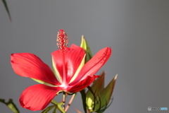 街の花