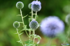 街の花