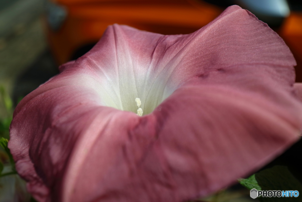 街の花