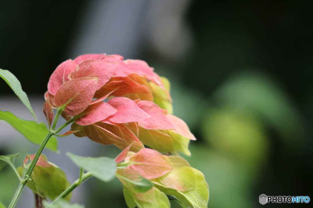 園の花