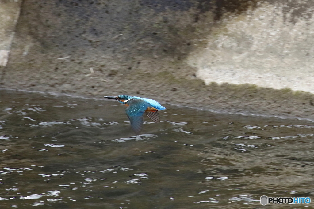 カワセミ