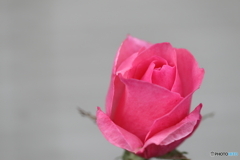 街の花