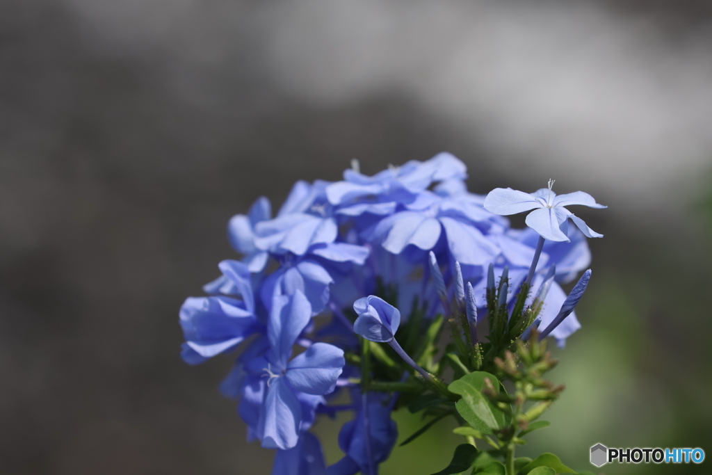 街の花