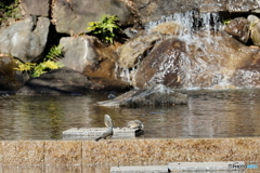 野鳥