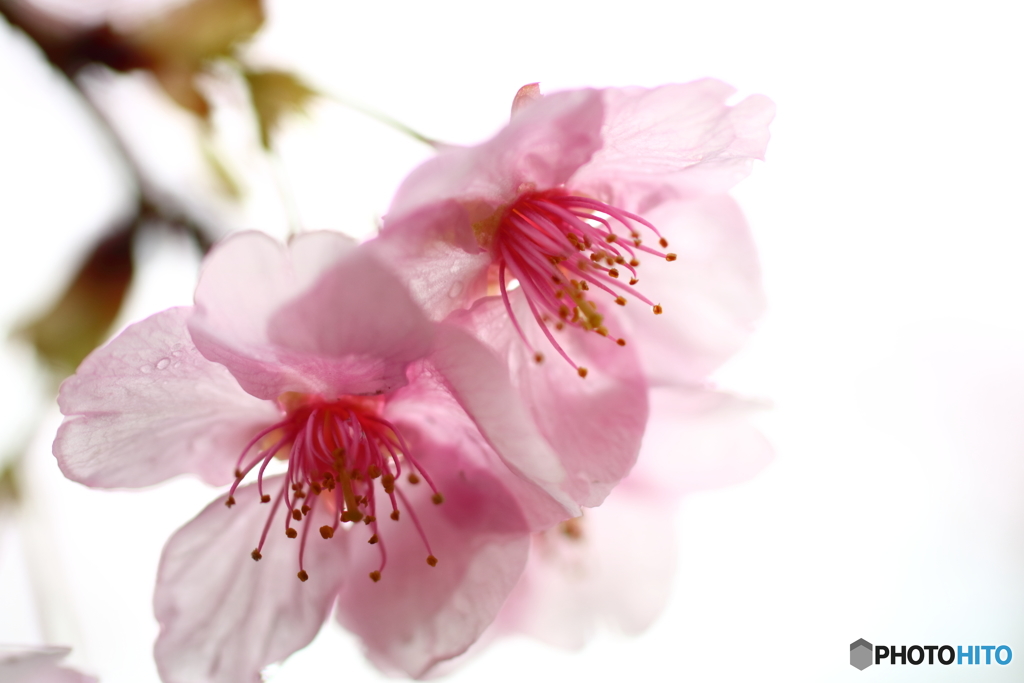 街の花
