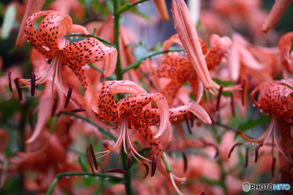 街の花