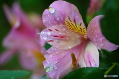 街の花