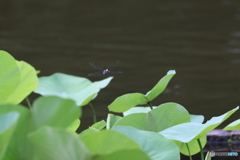 昆虫シリーズ