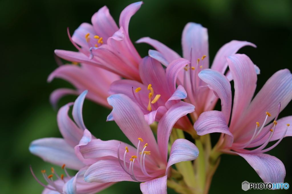 街の花
