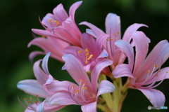 街の花