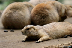 動物園