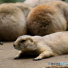 動物園