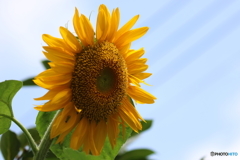 街の花