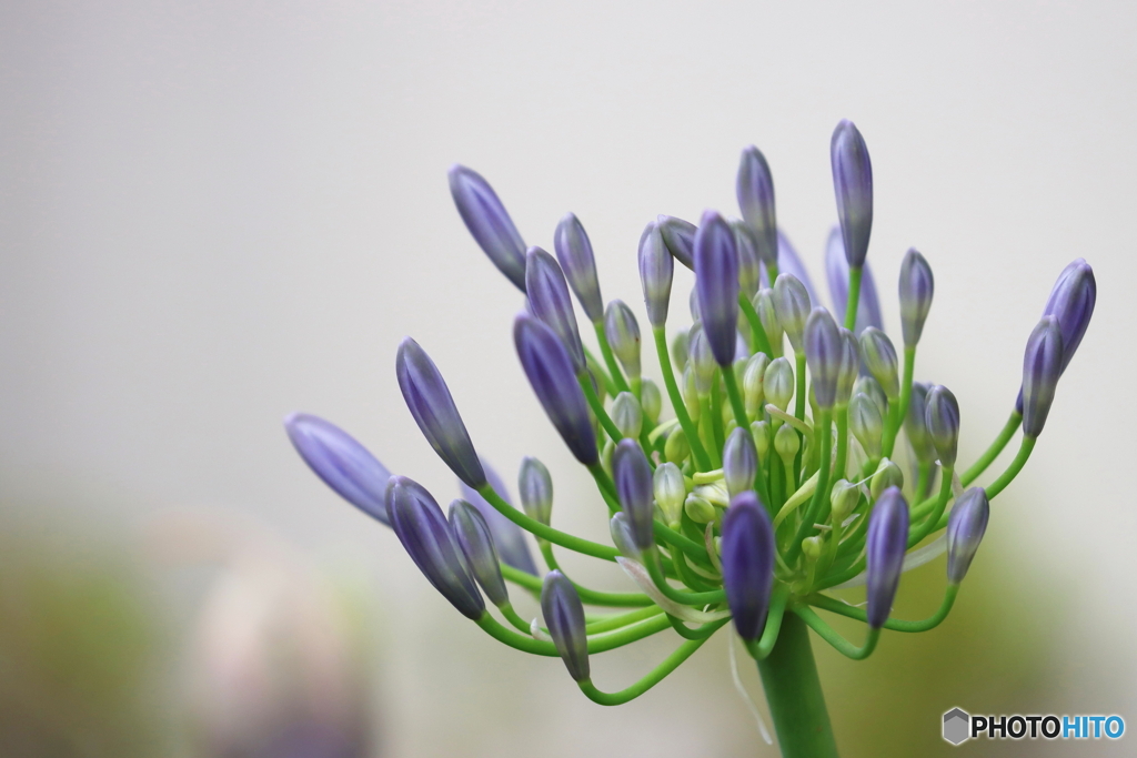 街の花