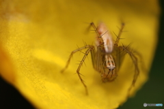 昆虫たち