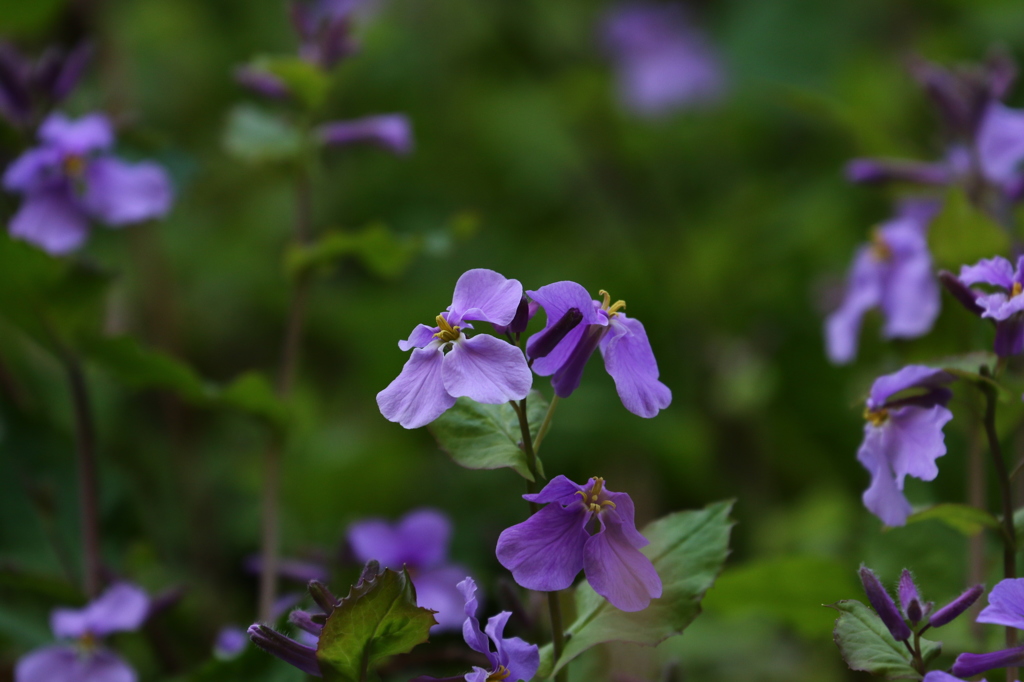 湘南の街の花