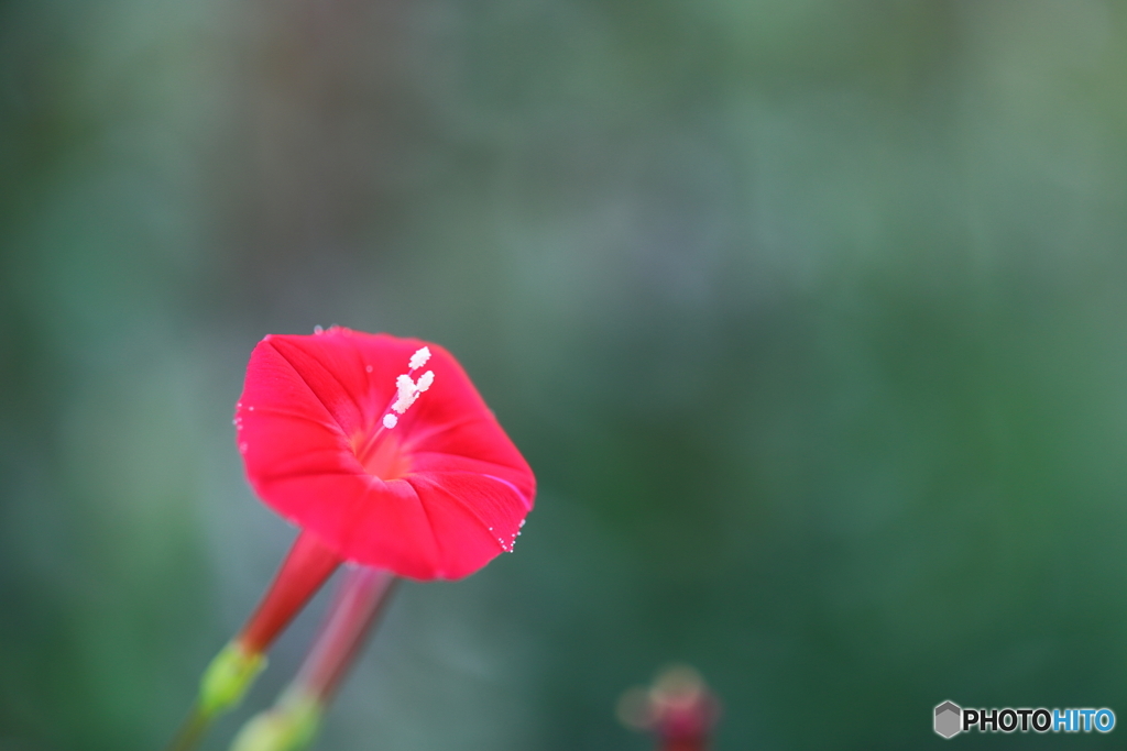 街の花