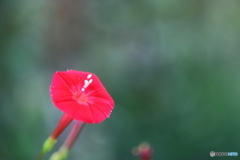 街の花