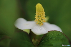  街の花