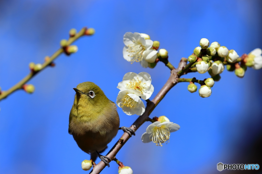 野鳥