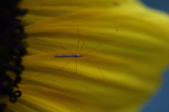 街の花