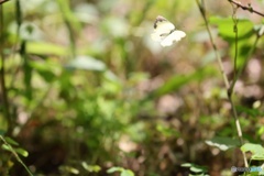 郷土の森