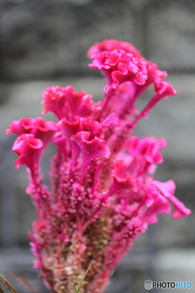 街の花