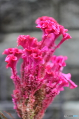 街の花