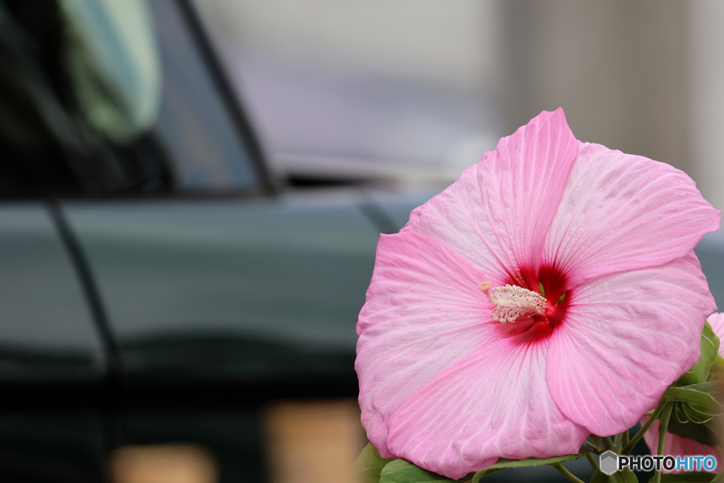 街の花