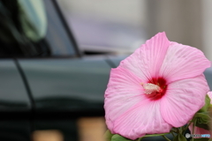 街の花